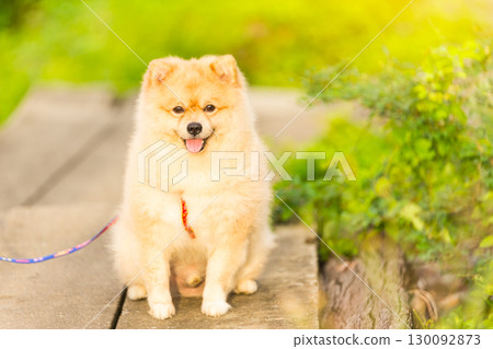 Cute fluffy Pomeranian dog sitting in a spring park surrounded by yellow flowers on a sunny day. 130092873