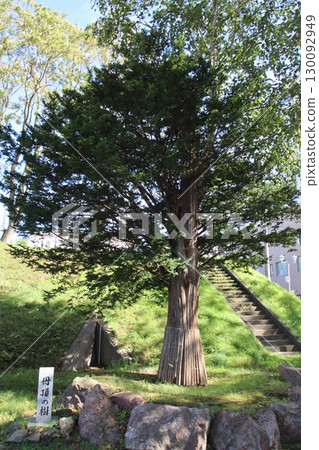 丹頂鶴樹 130092949