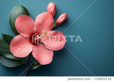 Pink hibiscus flowering, delicate buds and green leaves against teal backdrop, providing clean design space for seasonal graphics Pink hibiscus flowering, delicate buds and green leaves against teal backdrop, providing clean design space for seasonal graphics 130093130