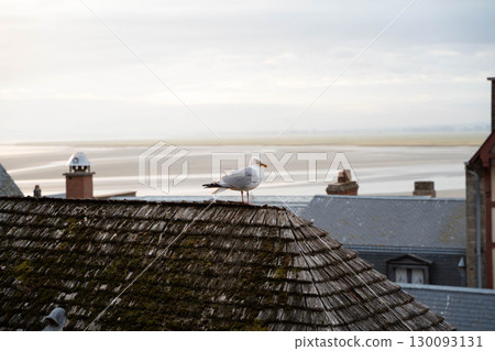 海鷗棲息在聖米歇爾山的屋頂和潮灘上 海鷗棲息在聖米歇爾山的屋頂和潮灘上 130093131