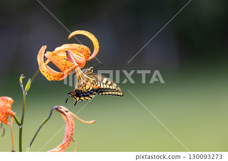 A swallowtail butterfly sucking nectar from a tiger lily A swallowtail butterfly sucking nectar from a tiger lily 130093273