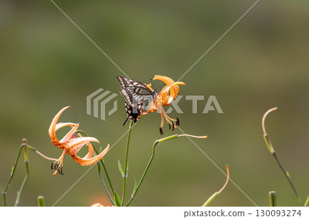 A swallowtail butterfly sucking nectar from a tiger lily A swallowtail butterfly sucking nectar from a tiger lily 130093274