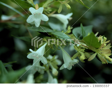 美麗的六道木花在潮濕陰沉的六月天盛開 美麗的六道木花在潮濕陰沉的六月天盛開 130093337