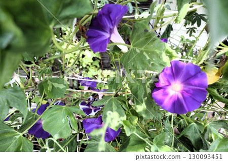 夏日庭園花卉「牽牛花」 牽牛花：花壇花卉：牽牛花大廈 130093451