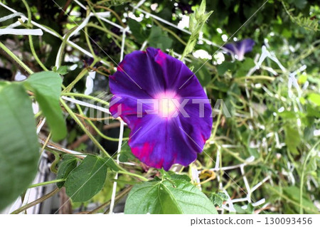 Summer garden flower "Morning glory" Morning glory: Flower bed flowers: Morning glory mansion Summer garden flower "Morning glory" Morning glory: Flower bed flowers: Morning glory mansion 130093456