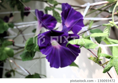 Summer garden flower "Morning glory" Morning glory: Flower bed flowers: Morning glory mansion 130093472