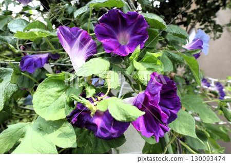 夏日庭園花卉「牽牛花」 牽牛花:花壇花卉:牽牛花大廈 夏日庭園花卉「牽牛花」 牽牛花:花壇花卉:牽牛花大廈 130093474