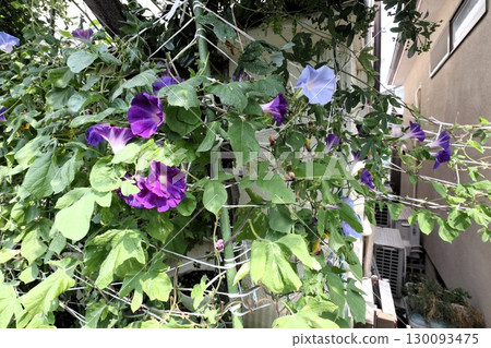 夏日庭園花卉「牽牛花」 牽牛花：花壇花卉：牽牛花大廈 130093475