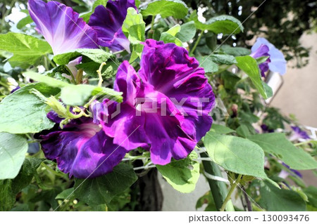 Summer garden flower "Morning glory" Morning glory: Flower bed flowers: Morning glory mansion Summer garden flower "Morning glory" Morning glory: Flower bed flowers: Morning glory mansion 130093476