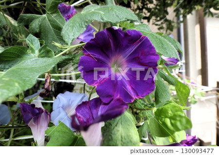 夏日庭園花卉「牽牛花」 牽牛花:花壇花卉:牽牛花大廈 夏日庭園花卉「牽牛花」 牽牛花:花壇花卉:牽牛花大廈 130093477