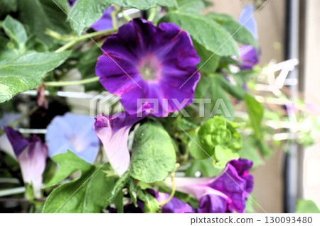 夏日庭園花卉「牽牛花」 牽牛花:花壇花卉:牽牛花大廈 夏日庭園花卉「牽牛花」 牽牛花:花壇花卉:牽牛花大廈 130093480