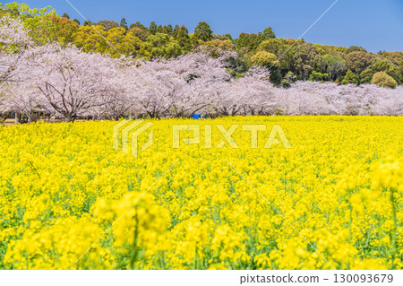 <Miyazaki Prefecture> Saitobaru - Cherry blossoms in full bloom and rapeseed fields <Miyazaki Prefecture> Saitobaru - Cherry blossoms in full bloom and rapeseed fields 130093679