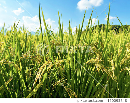 Fruited rice panicle Fruited rice panicle 130093848