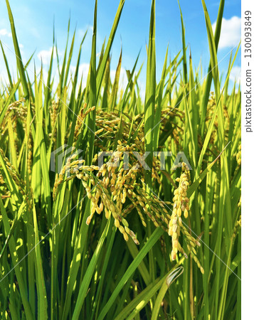 Fruited rice panicle Fruited rice panicle 130093849