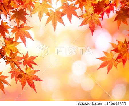 Maple background illuminated by the autumn sunset Maple background illuminated by the autumn sunset 130093855