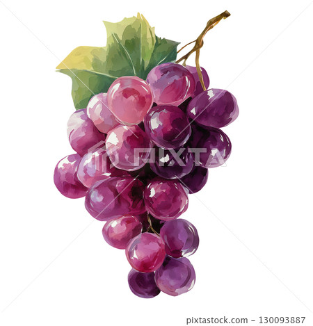 葡萄畫水彩插圖 葡萄畫水彩插圖 130093887