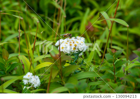 大山烏托邦路線的花朵：鳥取縣西伯郡大山町，一隻食蚜蠅棲息在一棵狹葉山毛櫸樹上 130094213