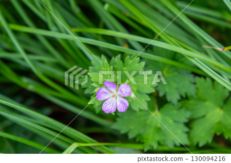 Flowers on the Daisen Utopia Course: Iyofuuro, Daisen Town, Saihaku District, Tottori Prefecture 130094216