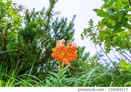 Flowers on the Daisen Utopia Trail: Tiger lilies blooming along the hiking trail, Daisen Town, Saihaku District, Tottori Prefecture Flowers on the Daisen Utopia Trail: Tiger lilies blooming along the hiking trail, Daisen Town, Saihaku District, Tottori Prefecture 130094217