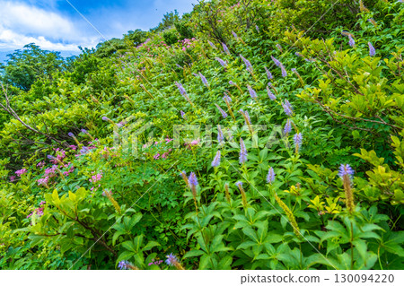 Flowers on the Daisen Utopia Course: Flower fields decorating the slopes 2, Daisen Town, Saihaku District, Tottori Prefecture Flowers on the Daisen Utopia Course: Flower fields decorating the slopes 2, Daisen Town, Saihaku District, Tottori Prefecture 130094220