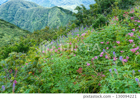 Flowers on the Daisen Utopia Course: Flower fields decorating the slopes 3, Daisen Town, Saihaku District, Tottori Prefecture 130094221