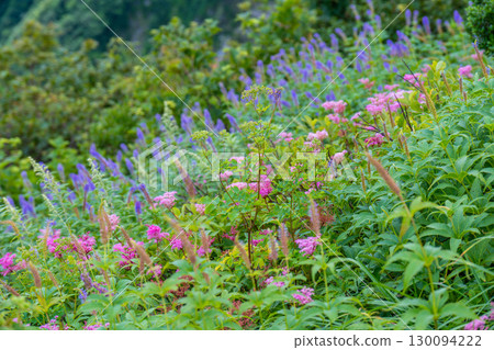 Flowers on the Daisen Utopia Course: Flower fields decorating the slopes 4, Daisen Town, Saihaku District, Tottori Prefecture Flowers on the Daisen Utopia Course: Flower fields decorating the slopes 4, Daisen Town, Saihaku District, Tottori Prefecture 130094222