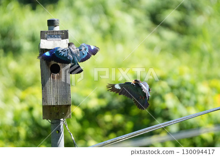 滾鳥:父母鼓勵幼鳥離巢,13 隻鳥尚未準備好 滾鳥:父母鼓勵幼鳥離巢,13 隻鳥尚未準備好 130094417