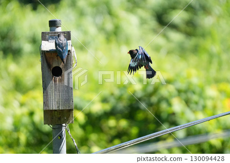 滾鳥：父母鼓勵幼鳥離巢，17 隻幼鳥尚未準備好 130094428