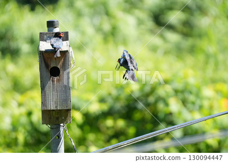 滾鳥:父母鼓勵幼鳥離開巢穴,20 隻幼鳥尚未準備好 滾鳥:父母鼓勵幼鳥離開巢穴,20 隻幼鳥尚未準備好 130094447