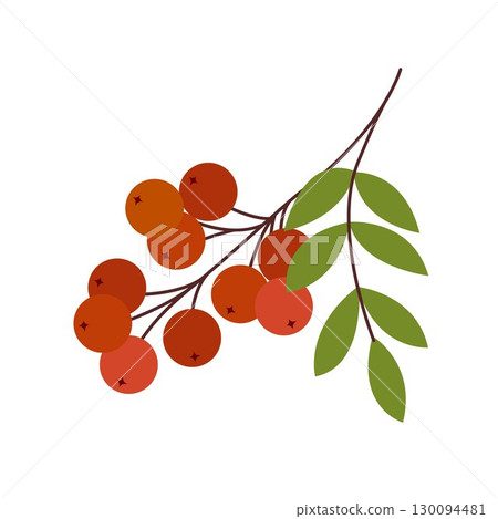 Rowan berry branch isolated on white background 130094481