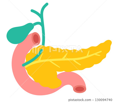 胰臟、膽囊、十二指腸、器官結構 胰臟、膽囊、十二指腸、器官結構 130094740