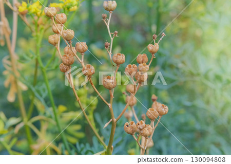 Ruta seeds grow in cottage garden in autumn. Ruta graveolens grows in autumn. Aromatic Ruta growing outdoors. Sunny day. 130094808