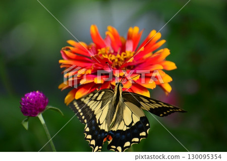 一隻鵪鶉 一隻鵪鶉 130095354