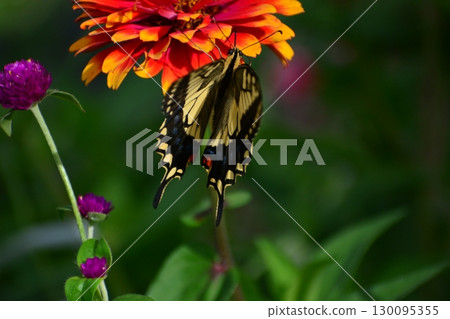 一隻鵪鶉 一隻鵪鶉 130095355