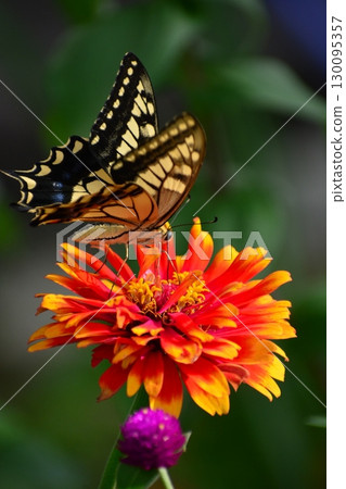 一隻鵪鶉 130095357