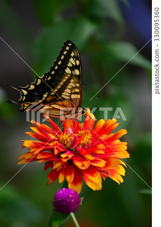 一隻鵪鶉 130095360