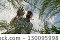 A farmer inspects a plant in a flowering flax field 130095998