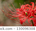 Mandarin saixa 130096308