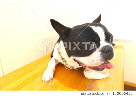 Mighty the Boston Terrier lies down on the bench and gazes cutely. Mighty the Boston Terrier lies down on the bench and gazes cutely. 130096433