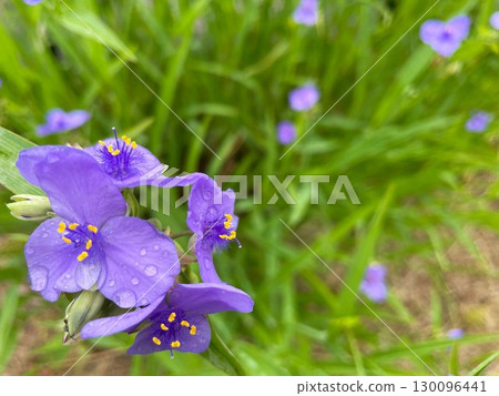 Purple flowers of Tradescantia recutita (Commelinaceae) with dew on the petals 130096441
