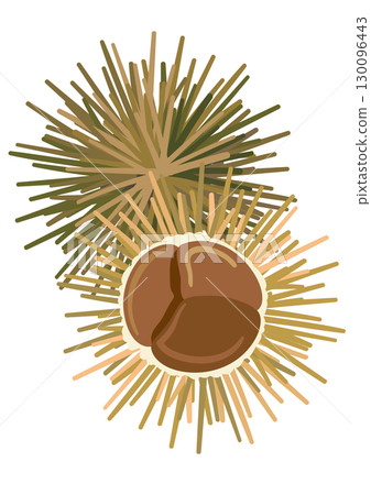 Chestnut burr illustration 130096443