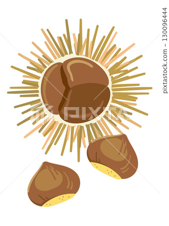 Opened chestnut burrs 130096444