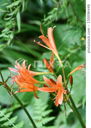 Fox razor Lycoris sanguinea 130096446