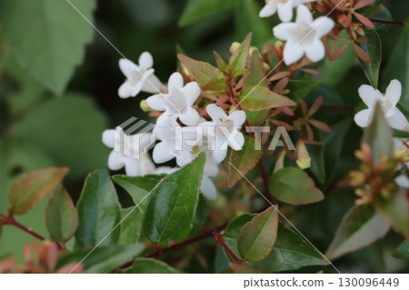 Small white Deutzia flowers blooming in an autumn garden 130096449