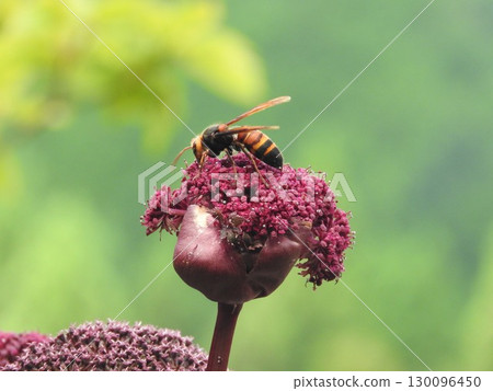 The unique and striking perennial plant of the Apiaceae family, "Angelica gigas," and the visiting "Japanese hornet" 130096450