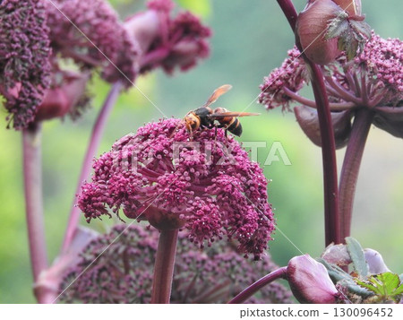 The unique and striking perennial plant of the Apiaceae family, "Angelica gigas," and the visiting "Japanese hornet" 130096452