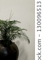 Organic photo real image palm potted plant tree interior white wall neutral background aesthetics 130096513