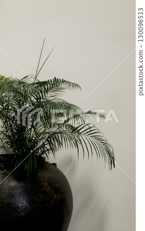 Organic photo real image palm potted plant tree interior white wall neutral background aesthetics 130096513