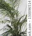 Made by hand real photo palm plant green leaf tree floral botanical tropical white wall background 130096514