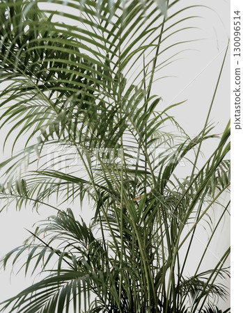 Made by hand real photo palm plant green leaf tree floral botanical tropical white wall background 130096514